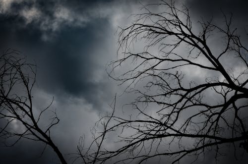 Δωρεάν στοκ φωτογραφιών με γυμνό δέντρο, ζοφερό ουρανό, μαύρος