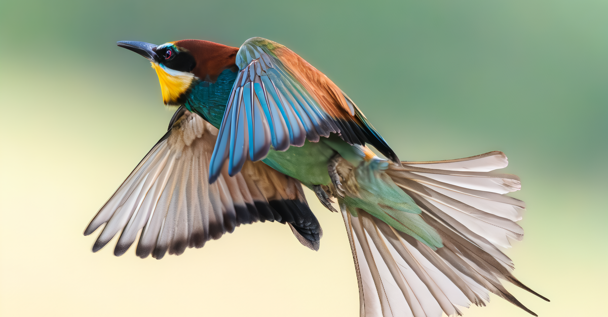 Nuevas pistas científicas sobre el canto melodioso de las aves Nuevas pistas científicas sobre el canto melodioso de las aves