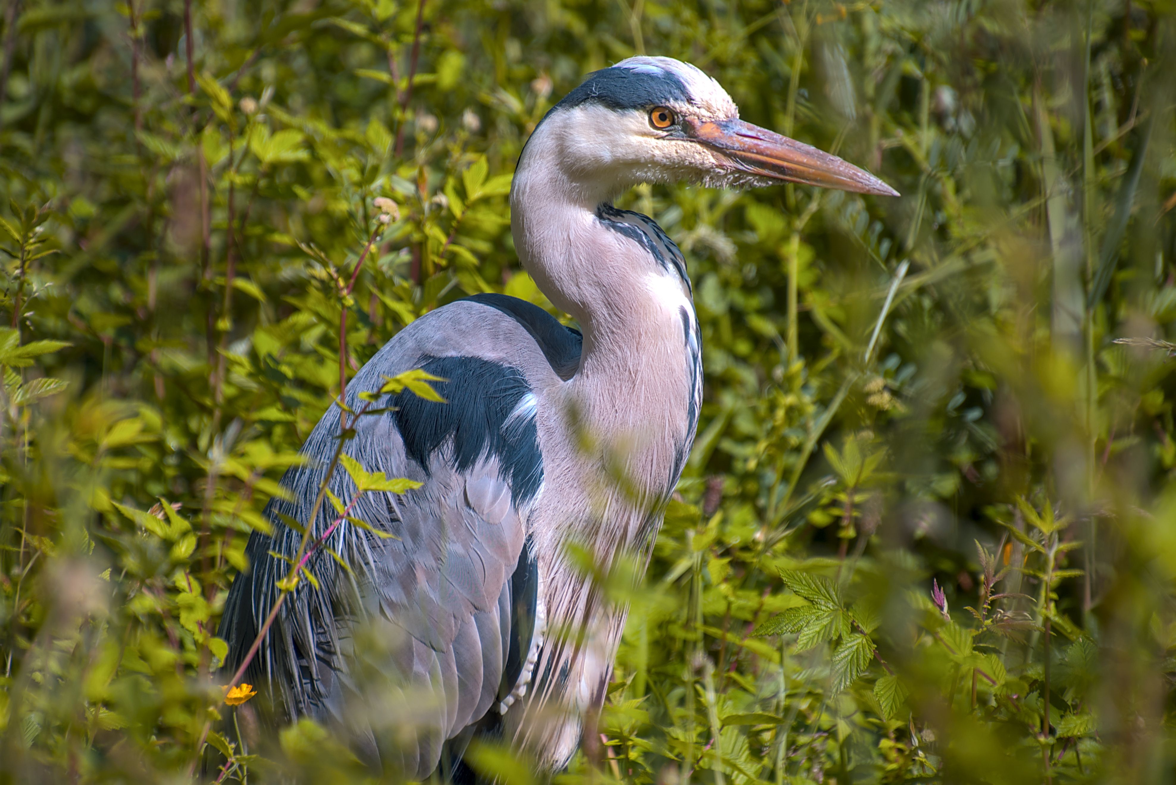 Imagem de um pássaro pelicano em meio a vegetação, destacando a natureza selvagem e avifauna.