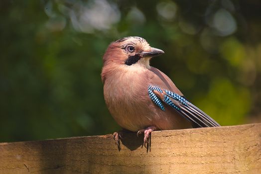 A Eurasian jay sits perched on a wooden rail in a natural setting.