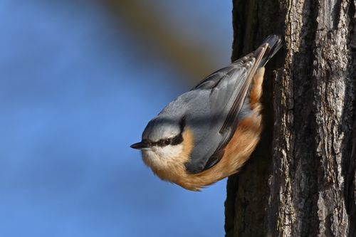 Free Close-up of a Eurasian nuthatch clinging to a tree in its natural habitat, showcasing its vibrant plumage. Stock Photo