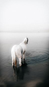 一幅宁静祥和的画面：一匹白马伫立在平静的水中，散发着平和与宁静的气息。 - 相关推荐