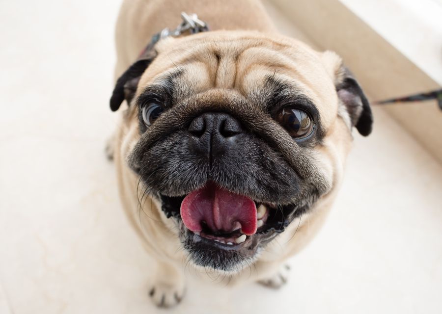 Pug olhando para cima, com os olhos grandes e expostos