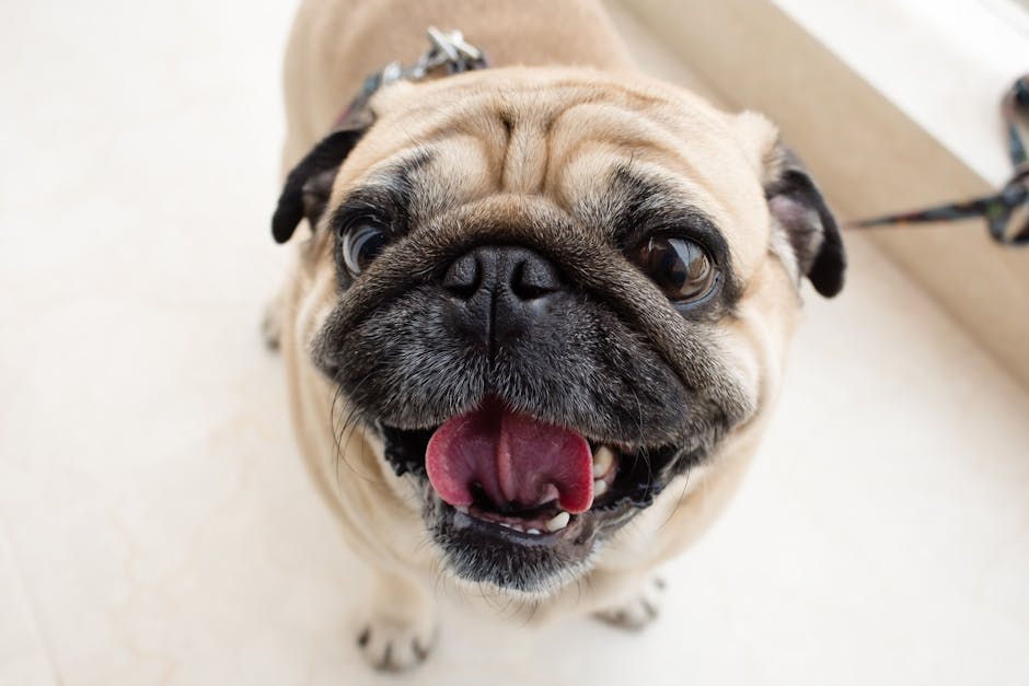 a dog with its tongue sticking out its tongue - Fawn Pug With Red Collar