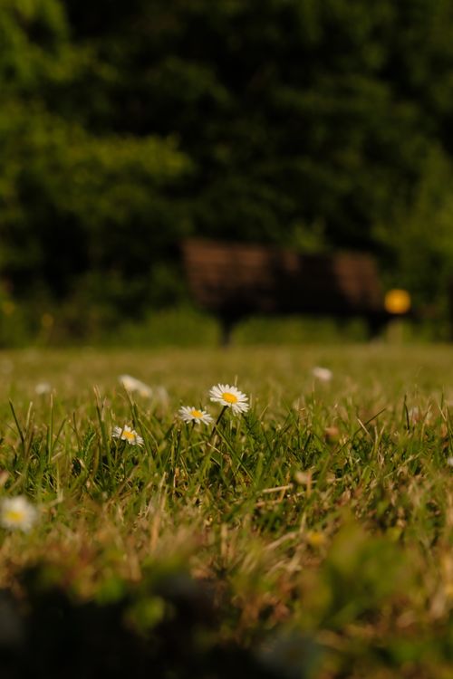 Free Close-up of a daisy flower in a sunny park setting, highlighting serenity. Stock Photo