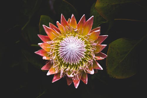 Flor Roja Y Amarilla