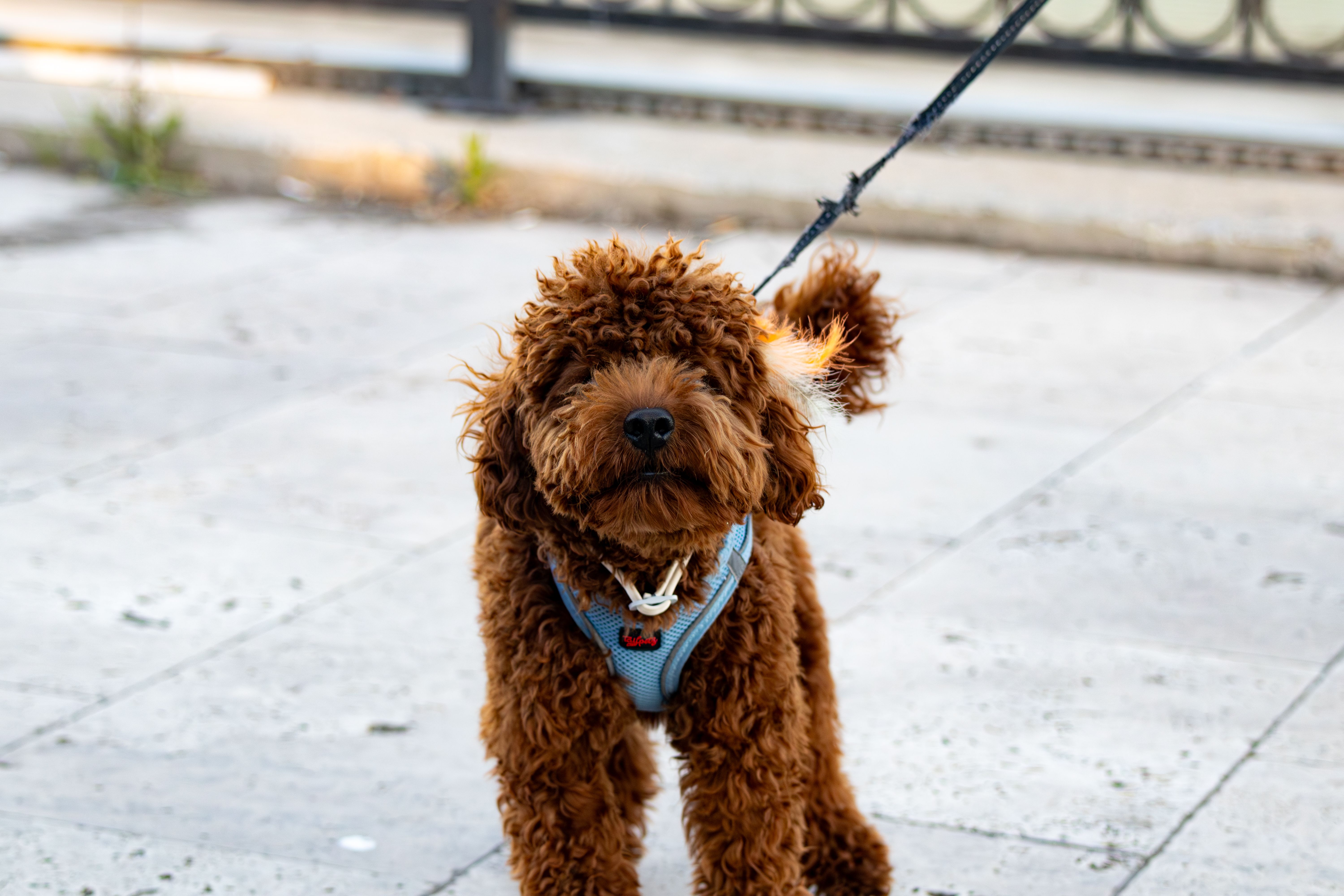 Can puppies use no-pull harnesses?