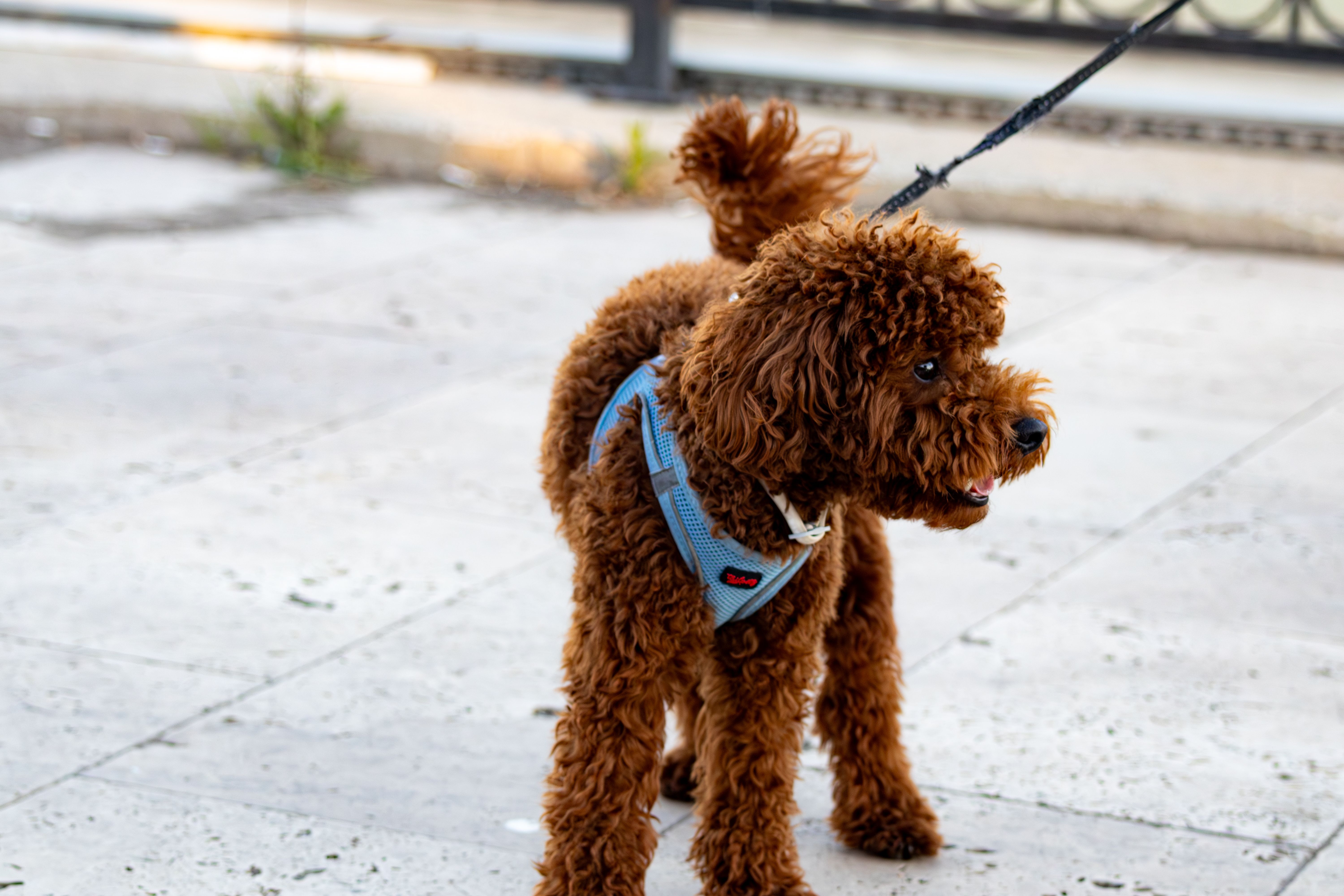 Chinese Crested, Kerry Blue, Schnauzer: Three Distinctive Low-Shed Dogs