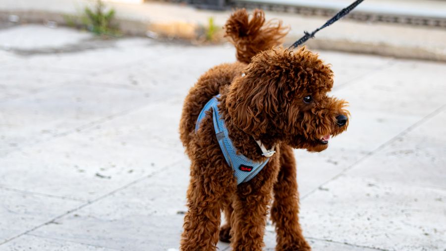 Chinese Crested, Kerry Blue, Schnauzer: Three Distinctive Low-Shed Dogs