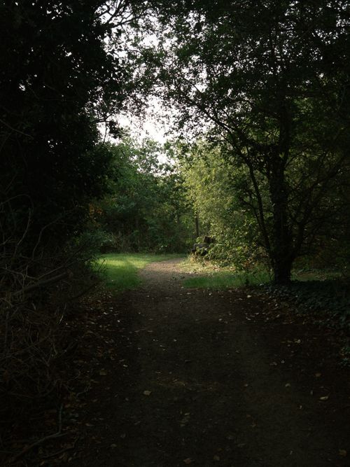 Free A tranquil forest path leads to a sunlit clearing, perfect for a peaceful nature walk. Stock Photo
