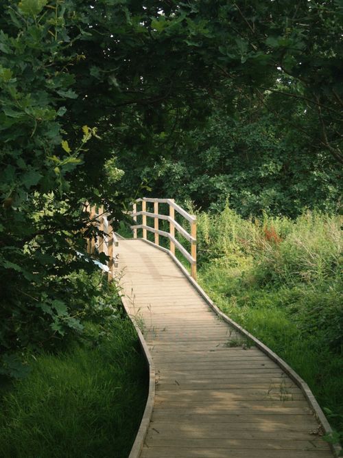 Free A peaceful wooden boardwalk winds through a lush, green forest area, offering a serene experience. Stock Photo