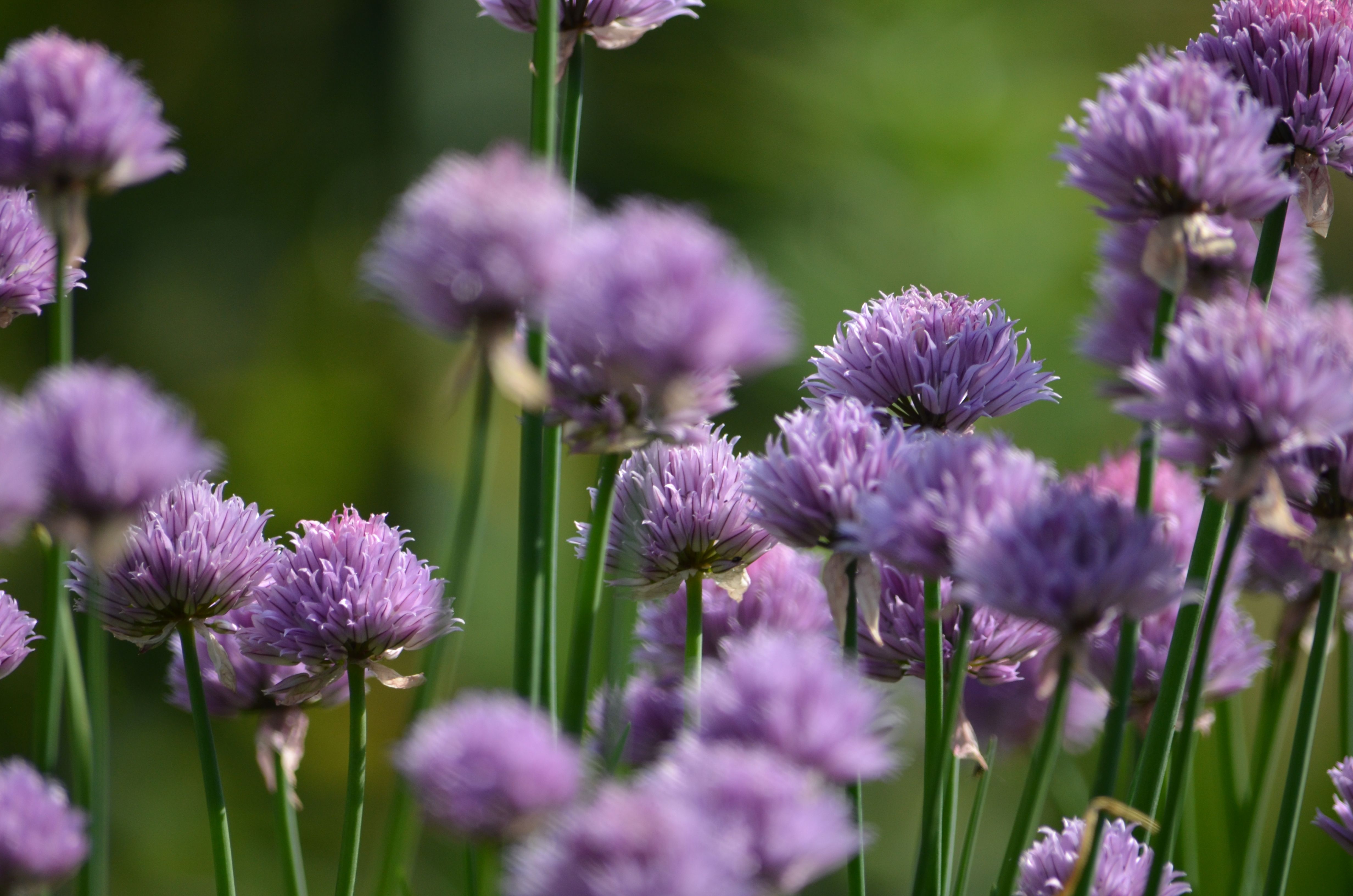 [ColoSach]-a-vibrant-close-up-of-purple-chive-flowers-blooming-in-an-outdoor-garden-setting.