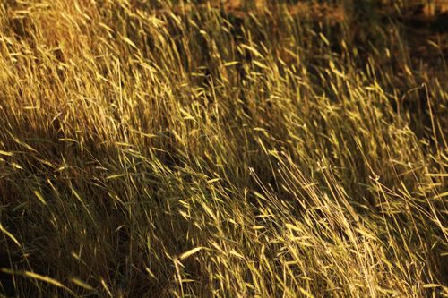 Free A serene golden wheat field basking in the warm light of sunset, showcasing natural beauty. Stock Photo