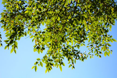Free Sunlit leaves on a tree branch with a bright blue sky backdrop, evoking a sense of calm and nature's beauty. Stock Photo