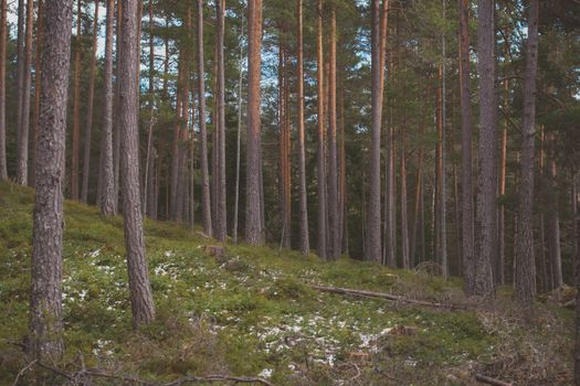 Tranquil forest scene in Agder, Norway showcasing tall pine trees.