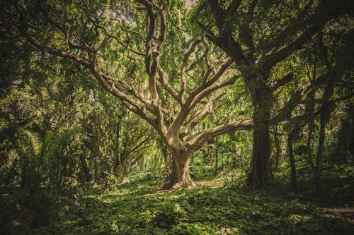 Imagine de stoc gratuită din arbore, arbori, codru