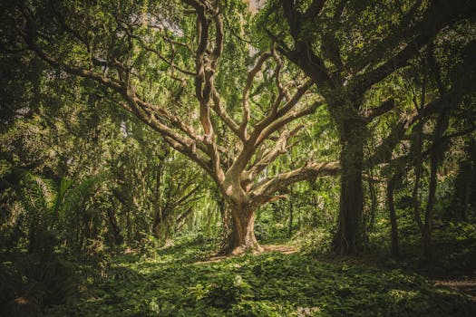 Free stock photo of nature, forest, trees, park