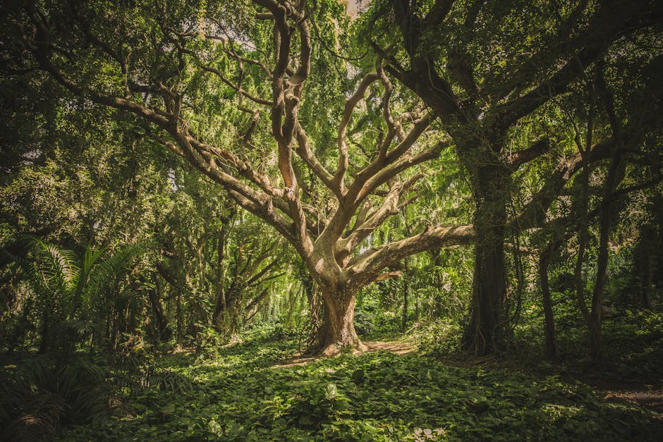 forest, hawaii, nature