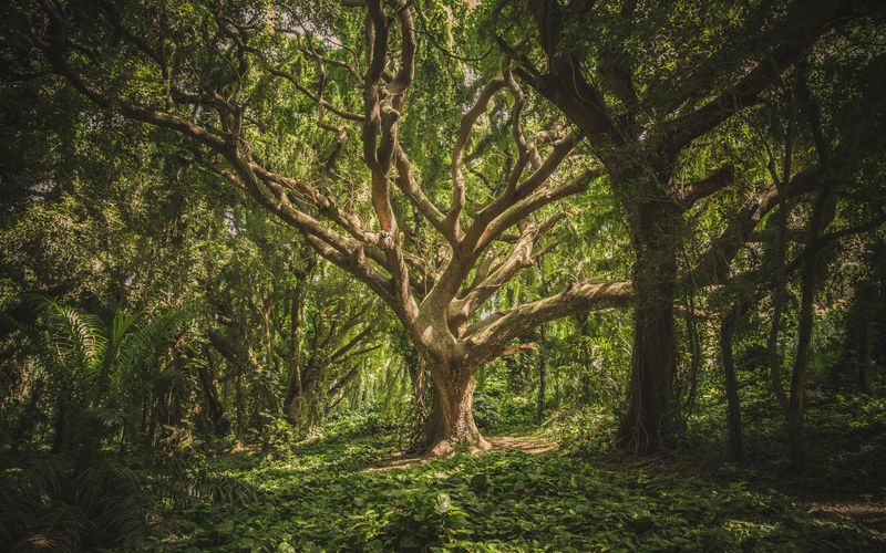 Guide d'entretien estival des arbres pour les propriétaires de l'Île-Bizard et L'Île-Perrot