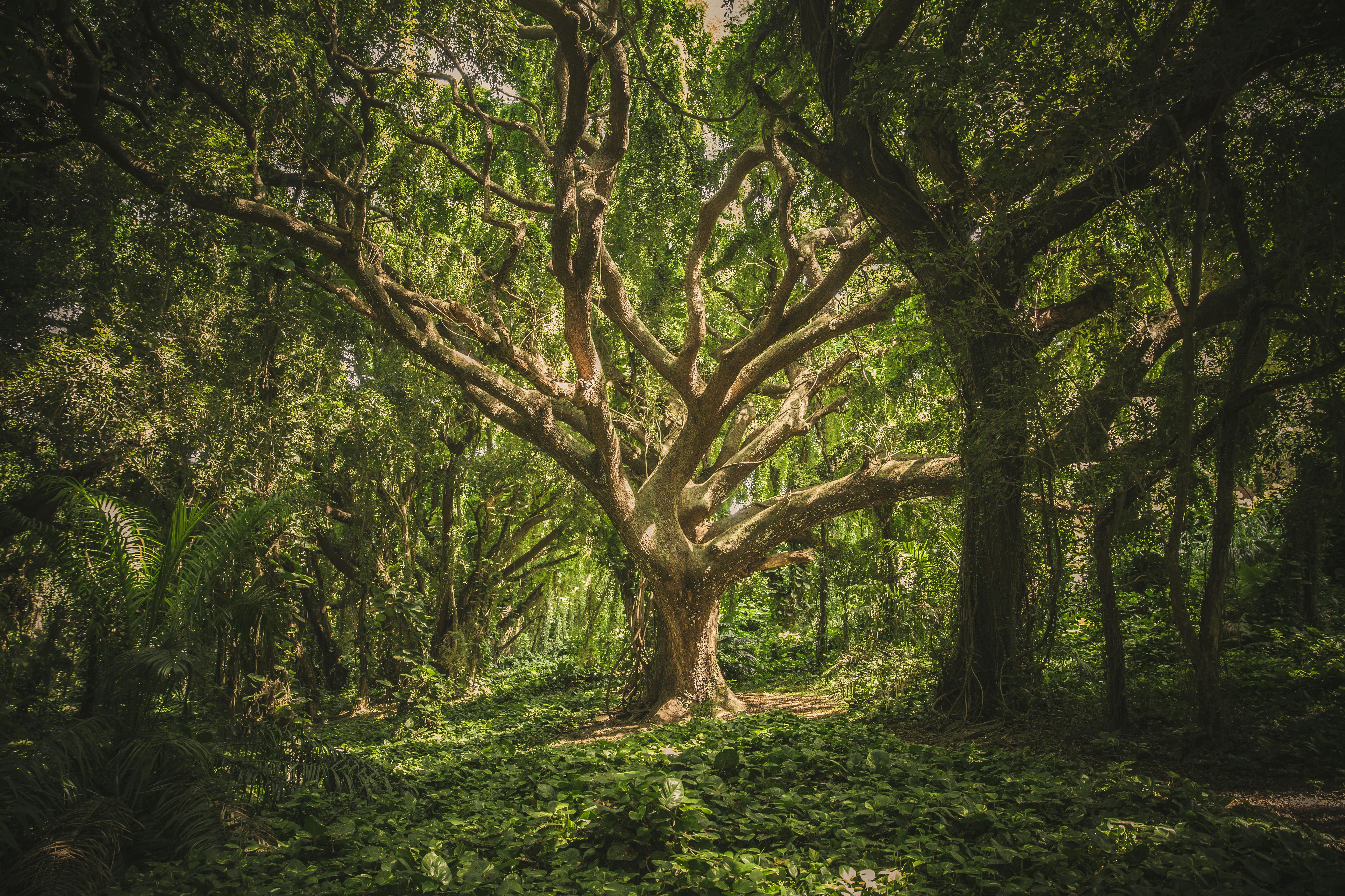 31,091 Straight Tree Stock Photos - Free & Royalty-Free Stock