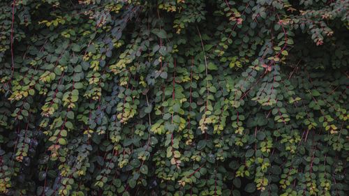 Free Dense green foliage with red stems creating a rich natural texture. Stock Photo