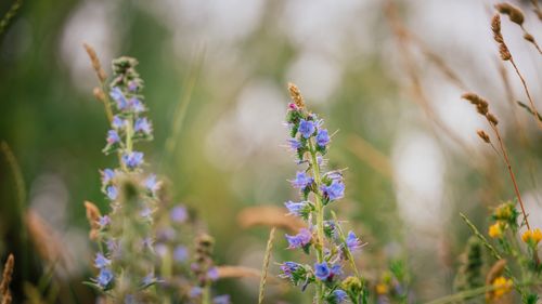 Free Bright purple wildflowers blooming in a lush summer meadow. Stock Photo