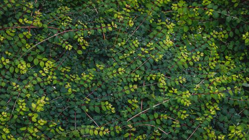 Free Close-up view of vibrant green leaves with dew drops, showcasing nature's freshness and tranquility. Stock Photo