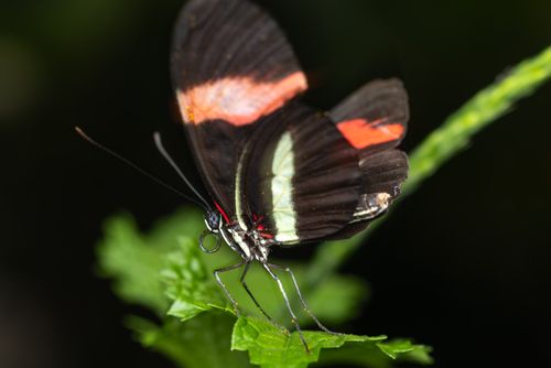 Free A striking Heliconius butterfly perched delicately on a green leaf. Stock Photo