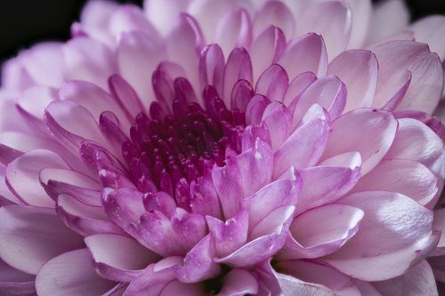 Free Detailed view of a pink chrysanthemum flower, showcasing delicate petals and rich colors. Stock Photo
