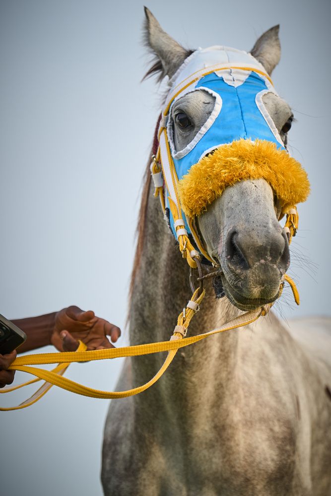 arabian-horse-photos-download-the-best-free-arabian-horse-stock-photos