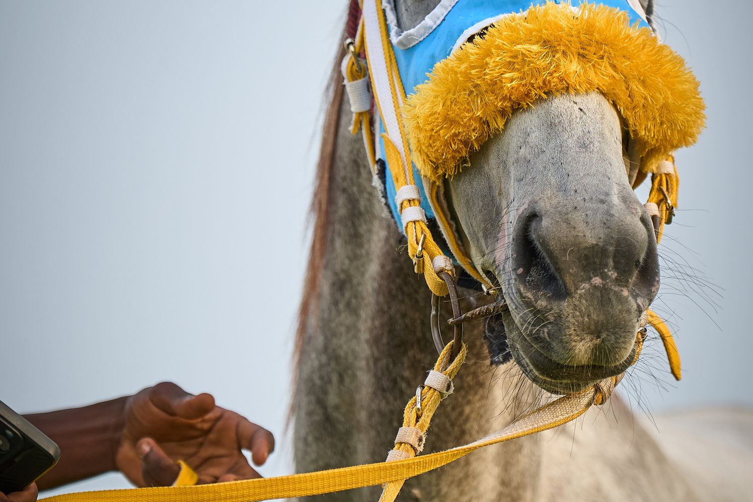 Arabian Horse Photos Download The BEST Free Arabian Horse Stock Photos arabian-horse-photos-download-the-best-free-arabian-horse-stock-photos