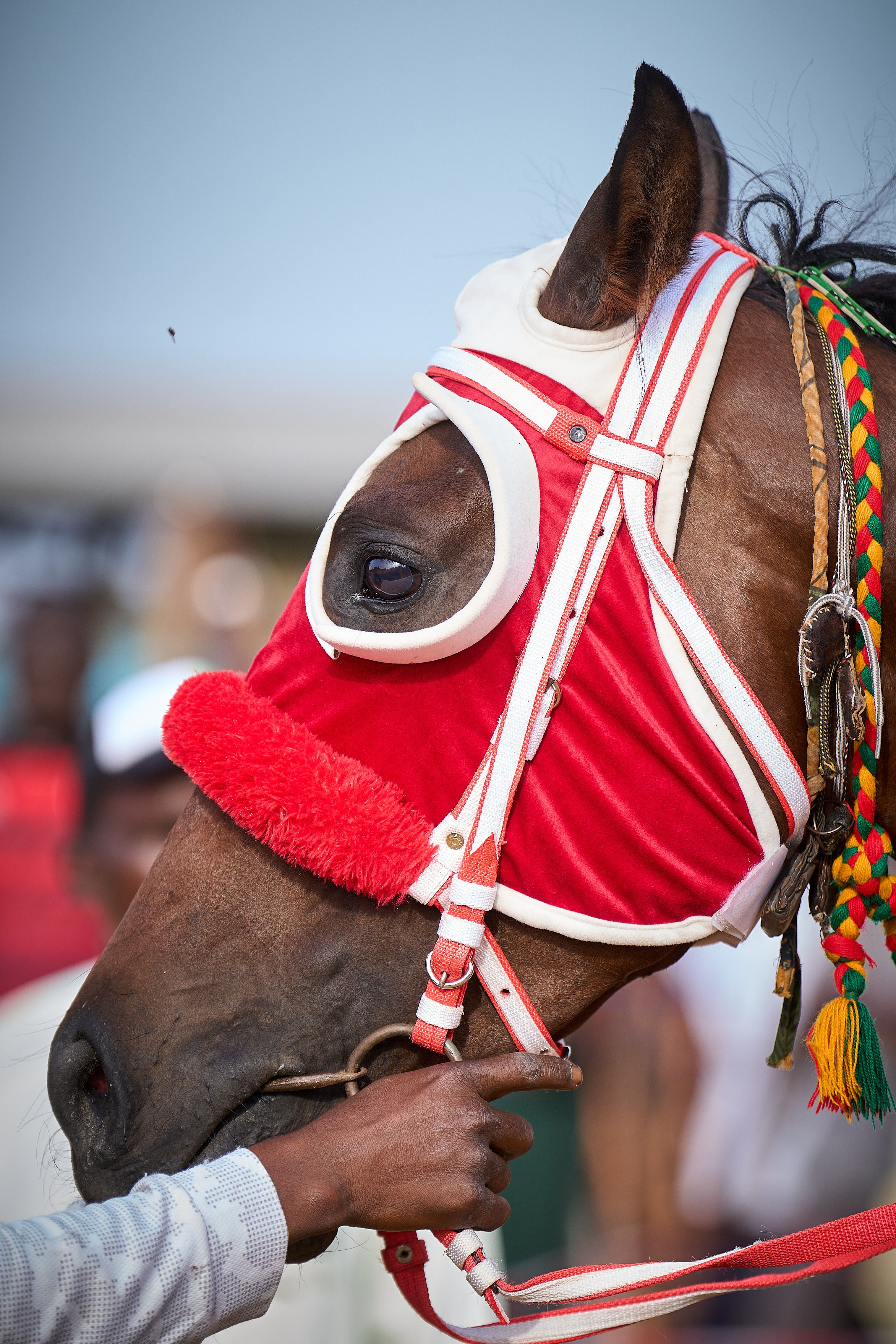 Detailed view of a racehorse wearing vibrant red and white bridle at an outdoor event.