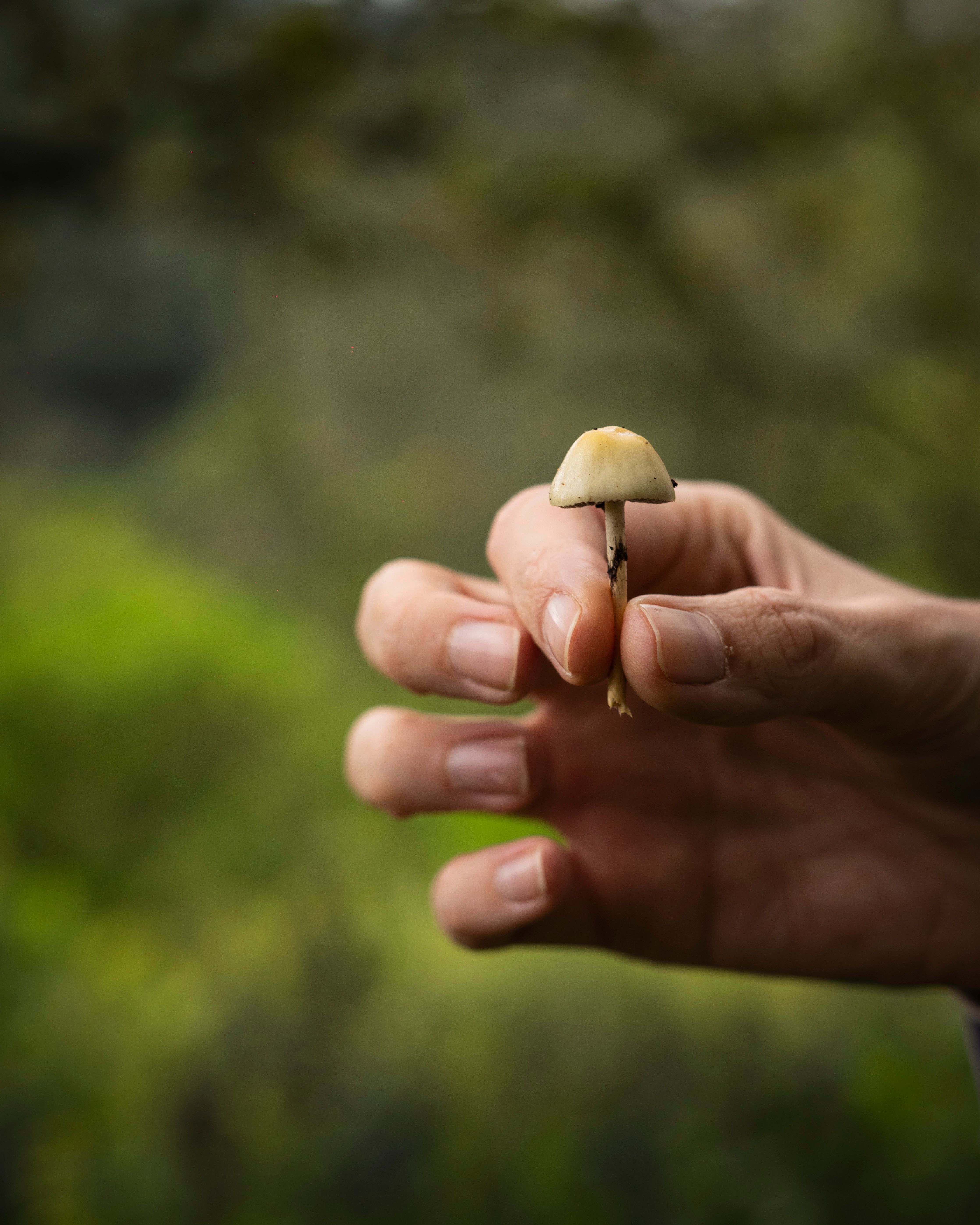 Person holding a small wild mushroom against a green forest backdrop — the choice between ibogaine and psilocybin is a clinical decision based on condition and contraindications
