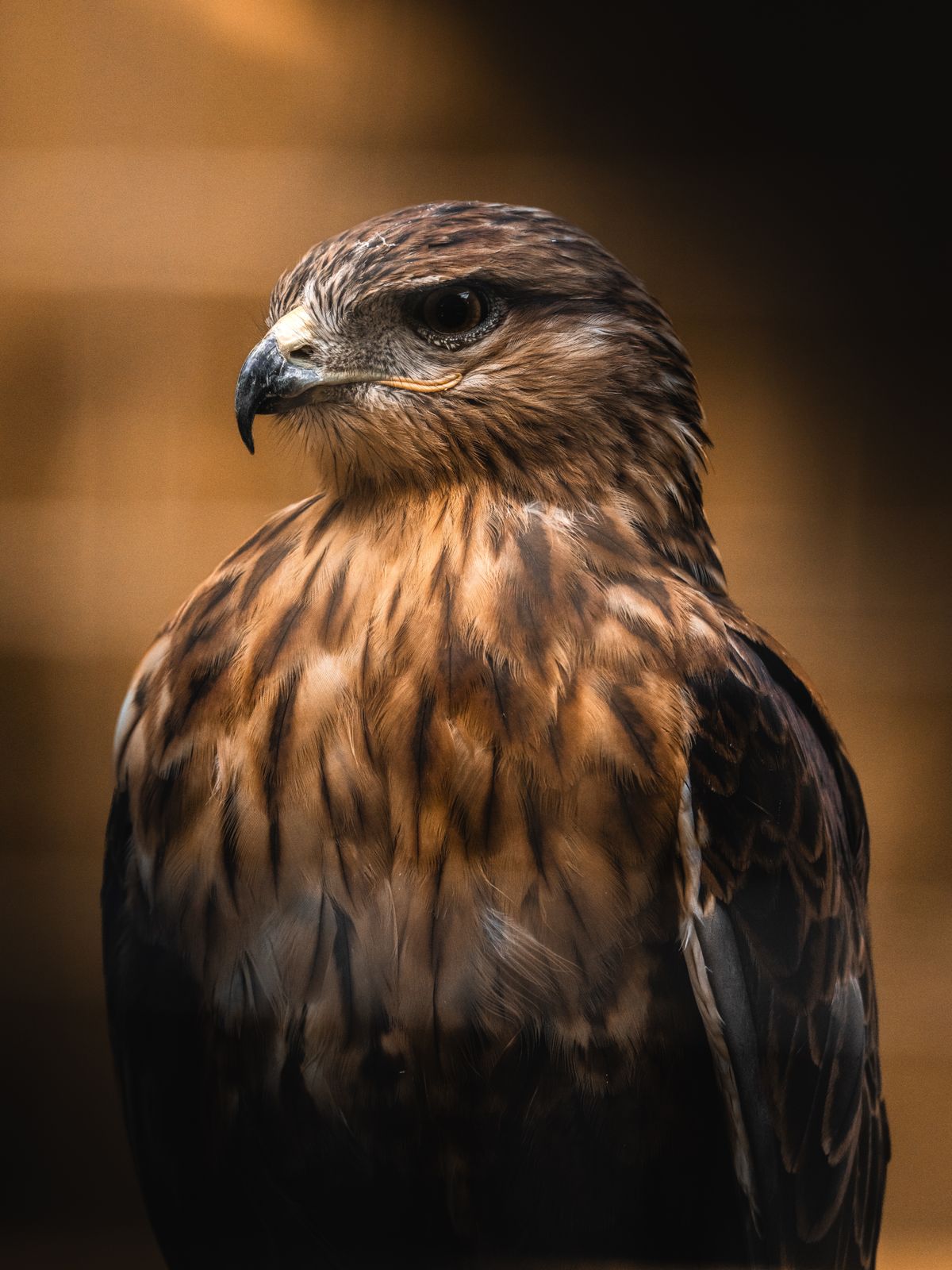 Hawk Expression Close-Up Portrait of a Majestic Red-Tailed Hawk · Free Stock Photo