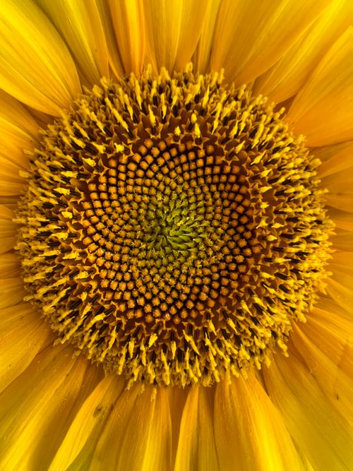Free Stunning detailed view of a vibrant sunflower head showcasing its striking patterns and textures. Stock Photo
