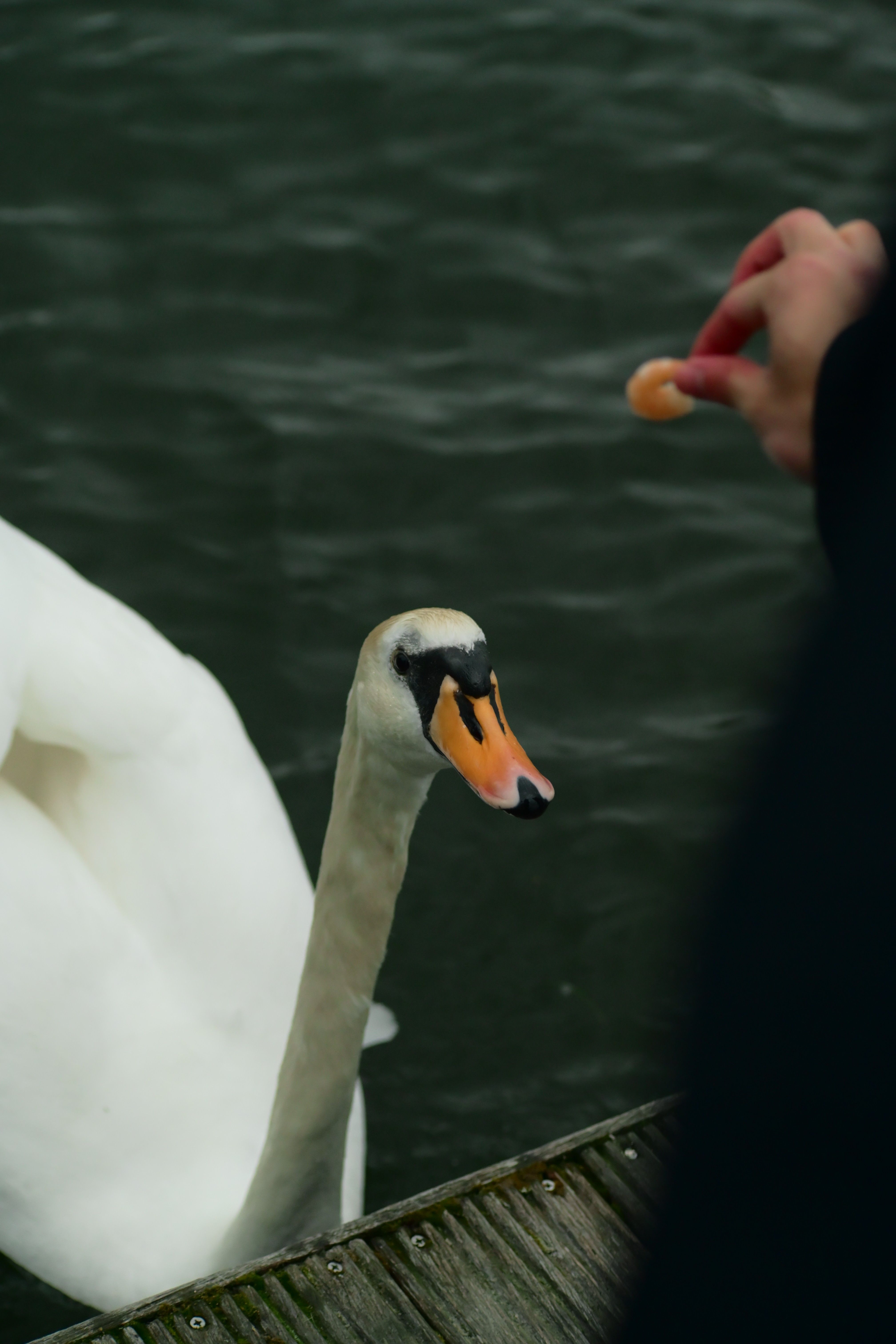 A graceful swan interacts with a hand feeding it by the water's edge.