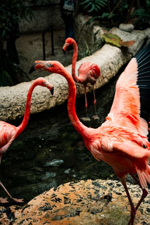 Free Vibrant pink flamingos gracefully posing in an indoor wildlife setting, showcasing their beauty. Stock Photo
