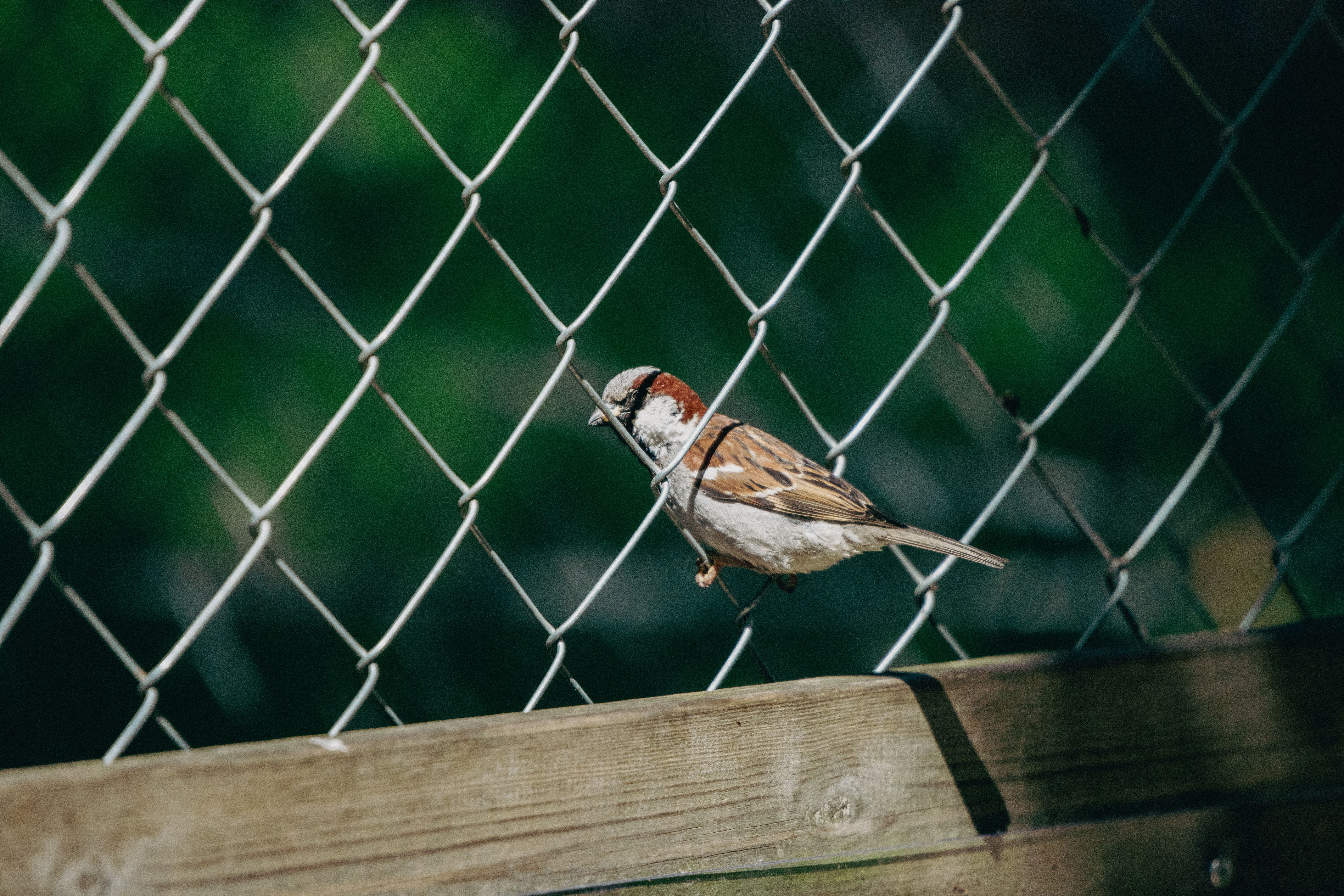 Fence and Decking Painting in Barnet — the finished result after a professional repaint