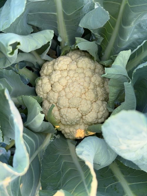 Free A detailed view of a ripe cauliflower surrounded by lush green leaves in an Indian farm setting. Stock Photo