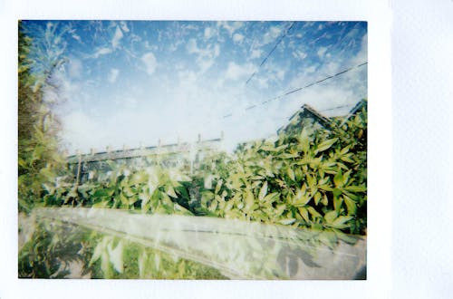 Green Plants Under Blue Sky