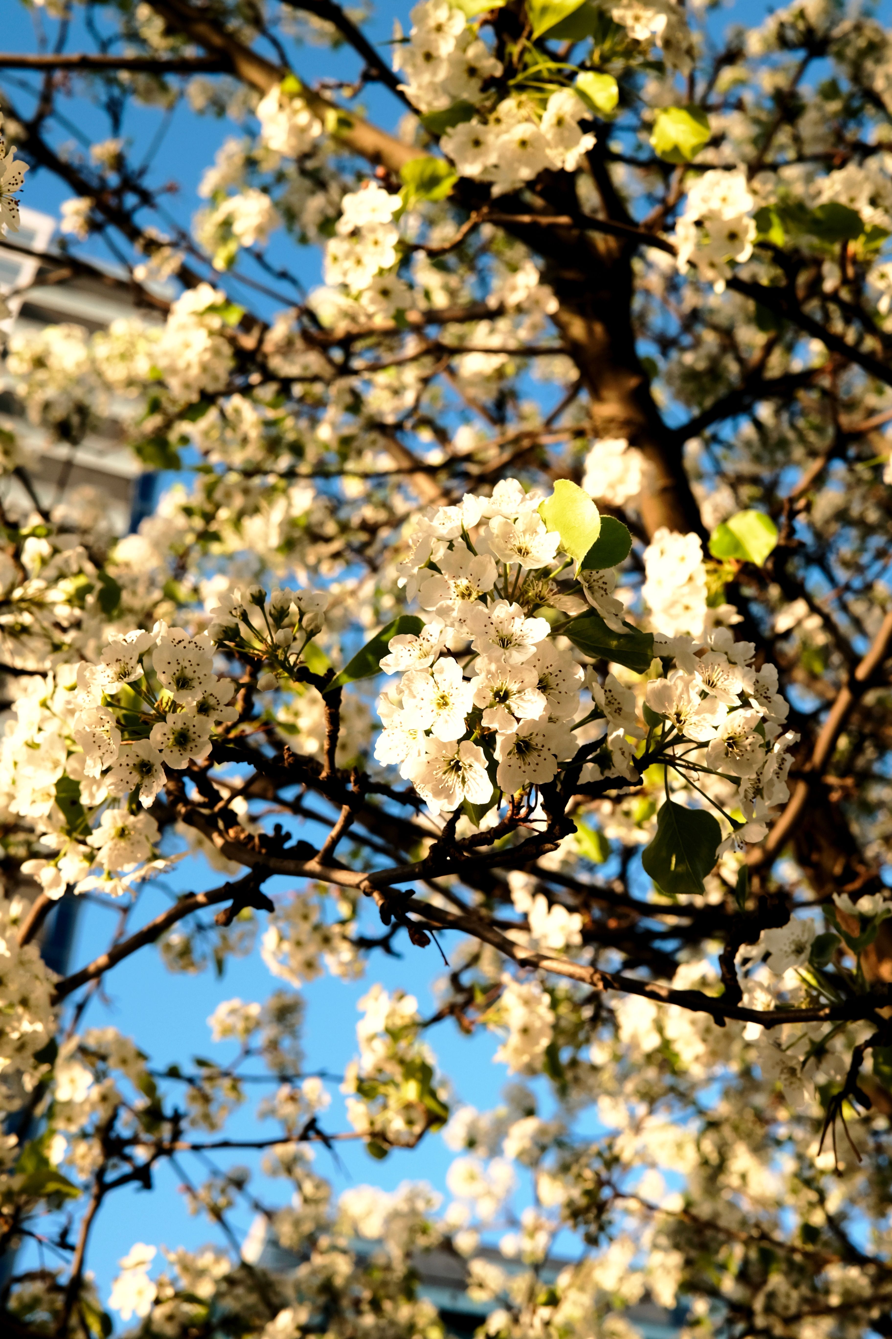 [ColoSach]-beautiful-blooming-tree-capturing-spring's-essence-in-new-york-city.
