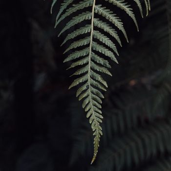 Fern & Petals