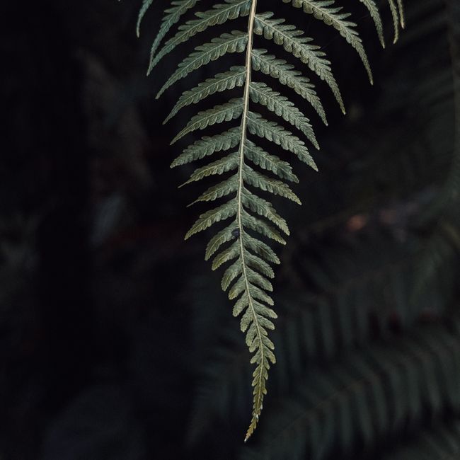Detailed view of a single green fern leaf against a blurred dark background, showcasing its intricate patterns.