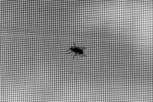 Artistic black and white photo capturing a bug on a window screen, creating a detailed silhouette.
