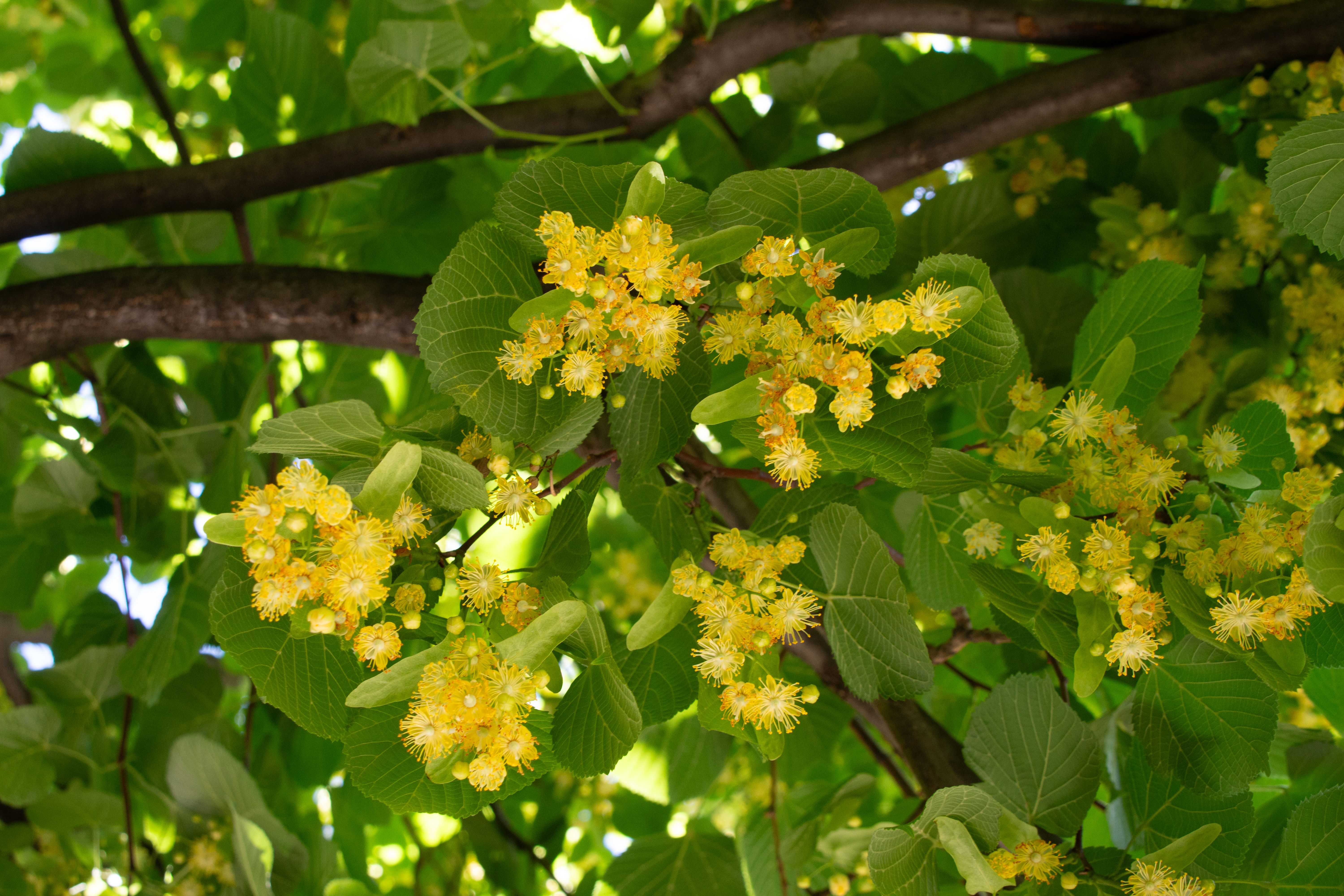 Linden Flower Natural Herb