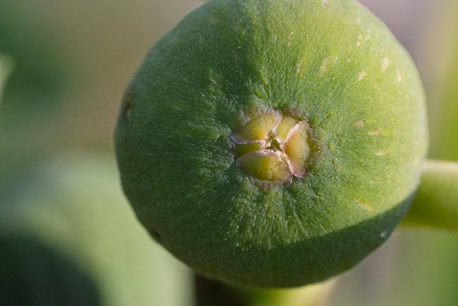 Macro shot of an unripe fig growing on the tree — fig tree care and winter protection Surrey BC
