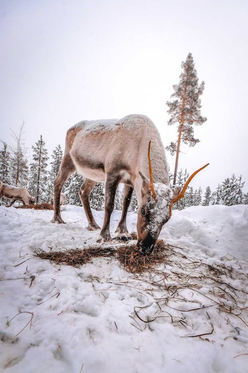 Brown Deer on Snow Covered Ground