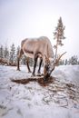 在芬兰伊纳里的雪地上，一头驯鹿正在吃干草