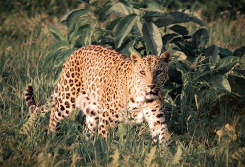 Leopard Surrounded by Green Leaves