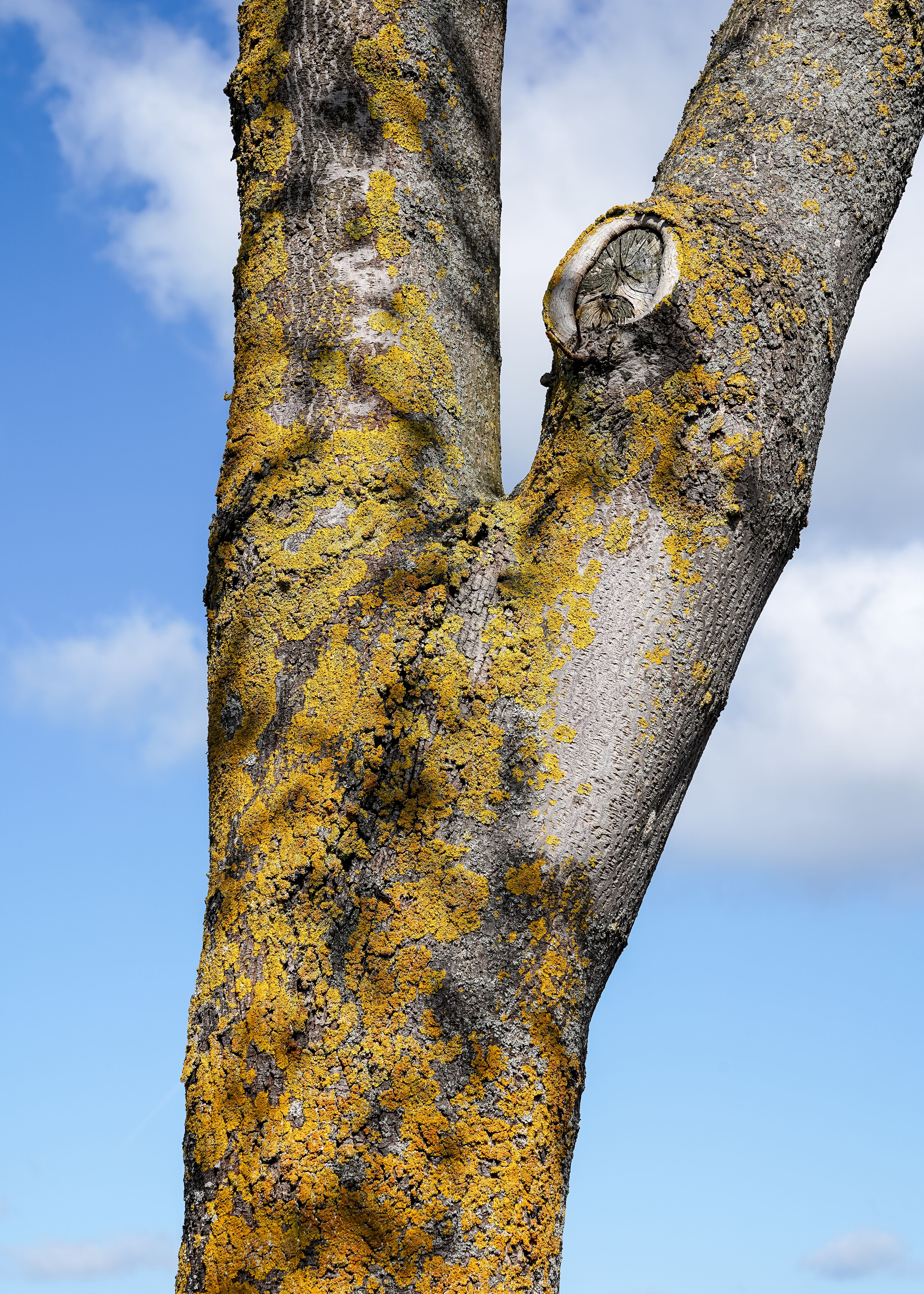 healthy tree trunk with moss and lichen UK
